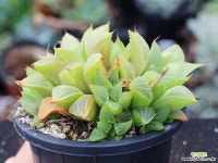 야로수 군생 S0832 다육식물