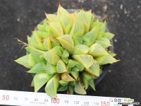 야로수 군생 S0832 다육식물