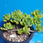 147춘맹한몸 다육식물