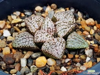 백설공주 75- 다육식물