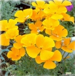 캘리포니아 양귀비 노랑(씨앗) 채소/곡물 씨앗