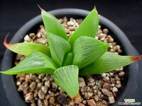 하월시아 8-258 하월시아