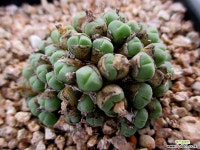 미니코노피튬 8-265 코노피튬