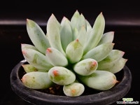 라쿰비너스43 다육식물