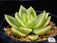 축송금77 다육금