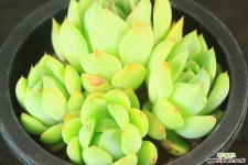 달맞이 (SG1407) 다육식물