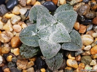 분설실생 79-26 하월시아