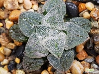 분설실생 79-26 하월시아