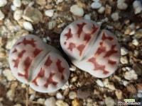 카라스몬타나 리톱스/메셈