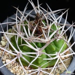 마천룡 실생 2 선인장