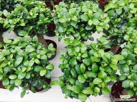 이쁜가주마루펜다고무나무 공기정화식물