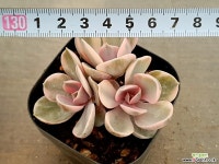 웨스트레인보우 29-420 다육식물