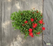 빨간 겹 국화 야생화