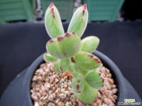 웅동자금 8-530 다육금