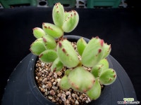 웅동자금 8-532 다육금