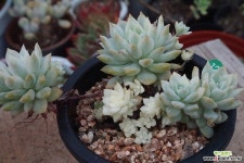 리틀장미금 다육금