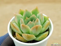 실생 31-268 다육식물