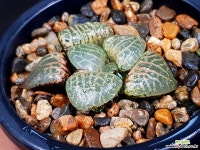수정101 88-35 하월시아