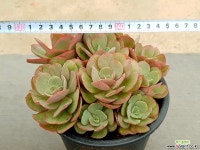 수연(대) 33-70 다육식물