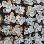 집시/짚시 천원상품