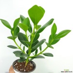 크루시아 / 공기정화식물 / 플랜테리어 / 한빛농원 공기정화식물