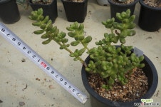 (8月)환엽송록86 다육식물