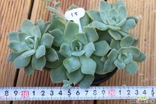 루쯔 15 다육식물
