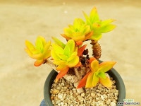 화제 37-237 다육식물