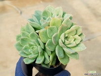 문페어리(중) 37-322 다육식물