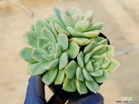 문페어리(중) 37-322 다육식물