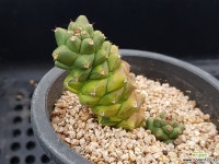 리치아이금 다육식물