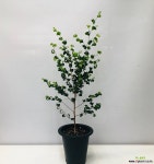 바로크벤자민(대품 동일품배송 ) 목본류