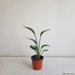 꽃피는 극락조/공기정화식물/반려식물/온누리 꽃농원 공기정화식물