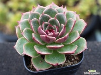 루돌프 S4569 다육식물