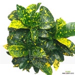 청목크로톤 목본류