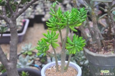 청솔(R195) 다육식물