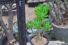 청솔(R196) 다육식물