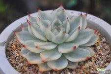 치와와금(S015) 다육금