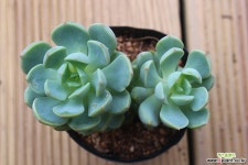 군월관 29 다육식물