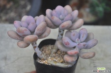 아메치스(S019) 다육식물