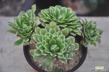 아이스금(S020) 다육금