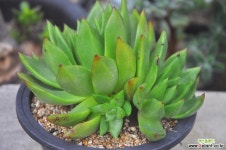 마리아(S033) 다육식물