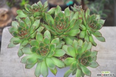 아르케인(S034) 다육식물