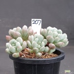 0905-207 다육식물