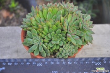 메비나(S040) 다육식물