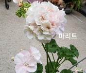 마리트(제라늄) 초본류