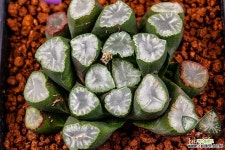 백운 만상 (白雲 万象)-06-30-No.4702 하월시아