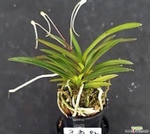 주천왕(특대)/풍란/난/동양란/서양란/식물/공기정화식물/나라아트 풍란(보급종)