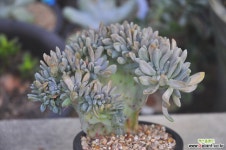 익스펙트리아철화(S061) 다육철화