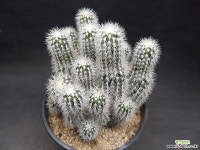 백자하-9101 다육식물